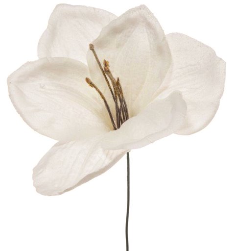 Λουλούδι Αμαρυλλίς Χιονισμένο Λευκό 23 εκ. 