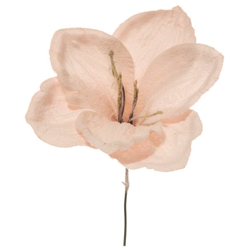 Λουλούδι Αμαρυλλίς Χιονισμένο Ροζ 23 εκ. 
