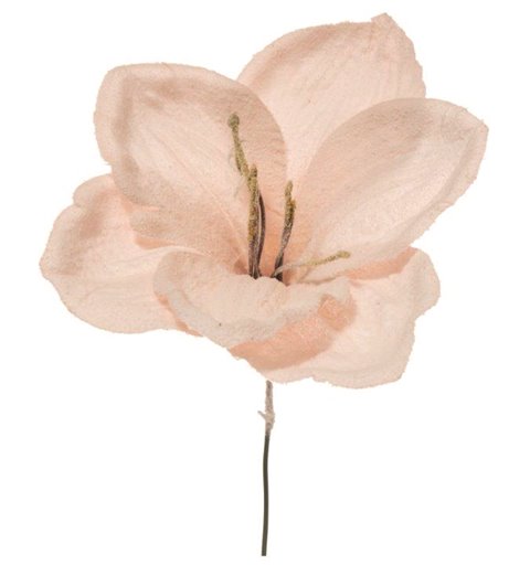 Λουλούδι Αμαρυλλίς Χιονισμένο Ροζ 23 εκ. 
