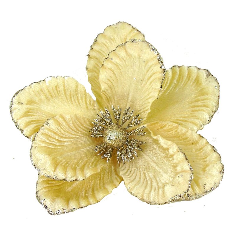 Λουλούδι Μανώλια Κρεμ