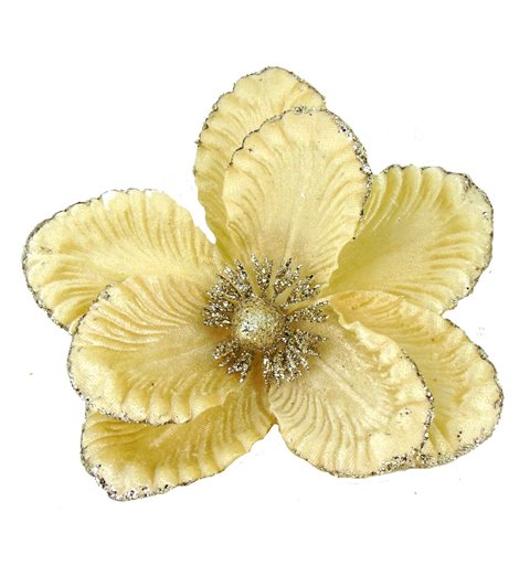 Λουλούδι Μανώλια Κρεμ