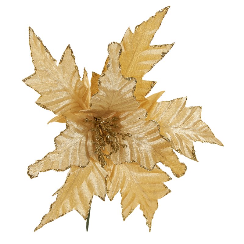 Λουλούδι Αλεξανδρινό Χρυσό