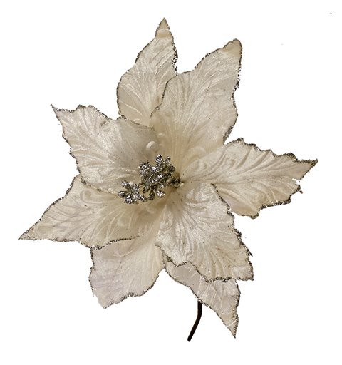 Λουλούδι Αλεξανδρινό Λευκό