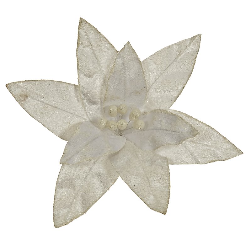 Λουλούδι Αλεξανδρινό Λευκό 