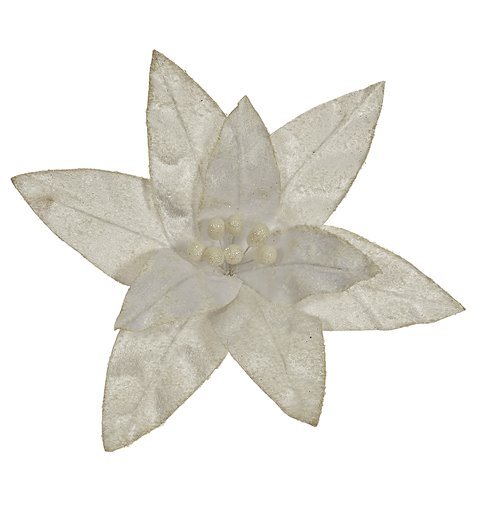 Λουλούδι Αλεξανδρινό Λευκό 