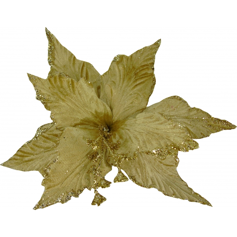 Λουλούδι Αλεξανδρινό Χρυσό