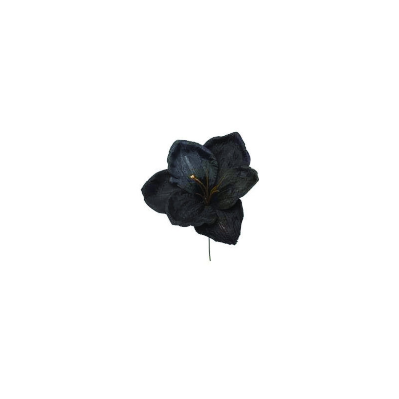 Λουλούδι Αμαρυλλίς Μαύρο 23...