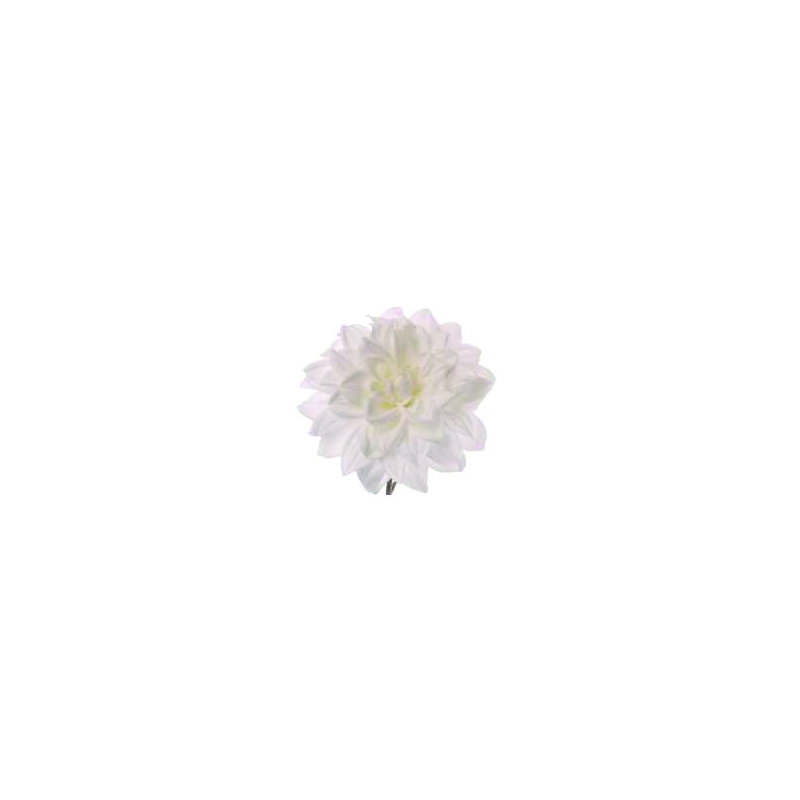 Λουλούδι Ντάλια Λευκή 18 εκ.